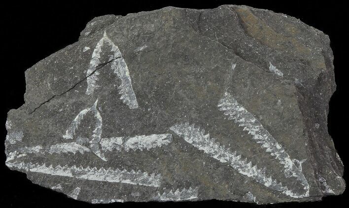 Fossil Graptolites (Didymograptus) - Great Britain #67993